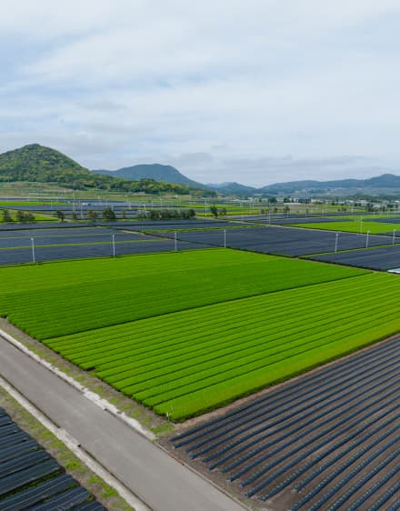Aerial view of premium Japanese matcha tea fields